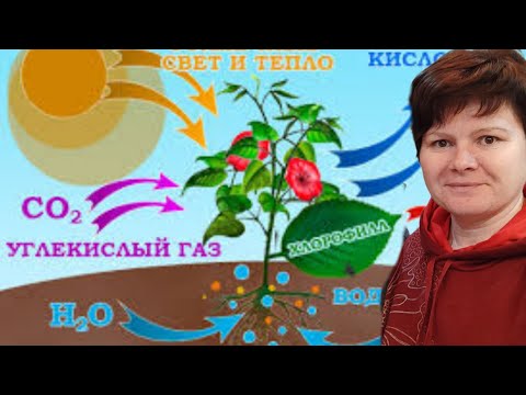 Видео: Подкаст ФОТОСИНТЕЗ. Что мы о нём знаем?