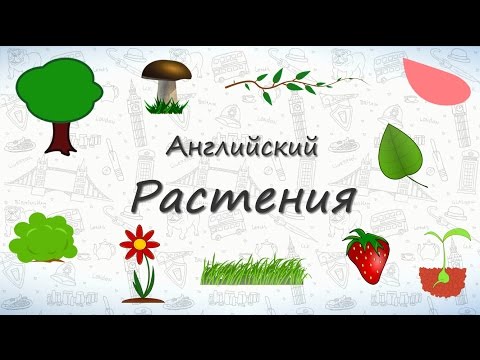 Видео: Растения на английском. Учим растения. ВИДЕОТРЕНАЖЕР