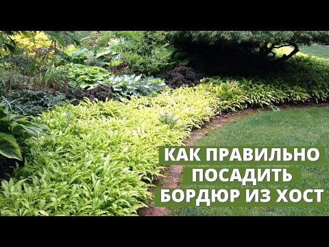 Видео: Какие хосты подходят для бордюра. Часть 2