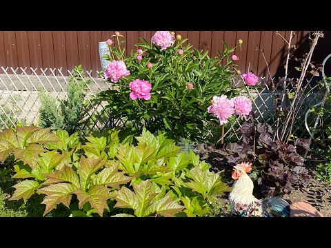 Видео: Обзор декоративного сада Урала на погодном стыке Лето-Осень ! #обзорсада#нравится#сад#garden