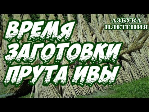 Видео: 🌿 ВРЕМЯ ЗАГОТОВКИ ПРУТА ИВЫ 🍁/ ЛОЗА ➤ АЗБУКА ПЛЕТЕНИЯ ➤ ПЛЕТЕНИЯ из ЛОЗЫ / WICKERWORK