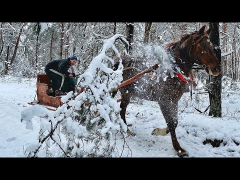 Видео: Прогулка на санях. Зима 2021, Полесье, Лунинецкий район.