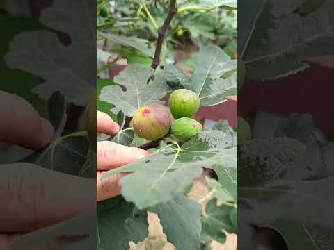 Видео: Инжир. Обзор на 03. 10. 2025.