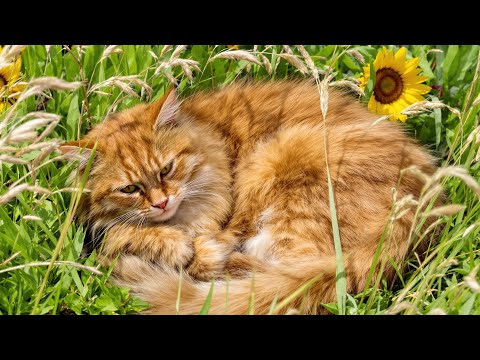 Видео: Нежная арфа и мурлыканье – расслабляющая музыка для кошек, избавляющая от беспокойства