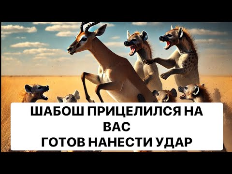 Видео: 🔥ШАБОШ ПРИЦЕЛИЛСЯ НА ВАС ❗️ ГОТОВ НАНЕСТИ УДАР❗️🔥
