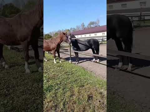 Видео: История одного переезда. часть 1 #лошади #конюшня #переезд #кони