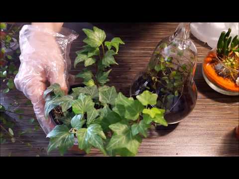 Видео: ФЛОРАРИУМ ДОМА, ЛЕГКО!