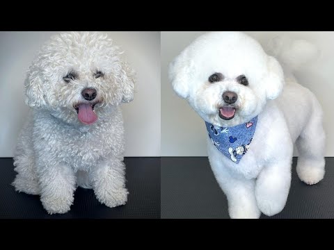 Видео: Уход за бишоном: шаг за шагом. Как ухаживать за пушистой собакой