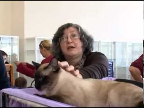 Видео: Меконгский бобтейл: Л.К.Есина о породе