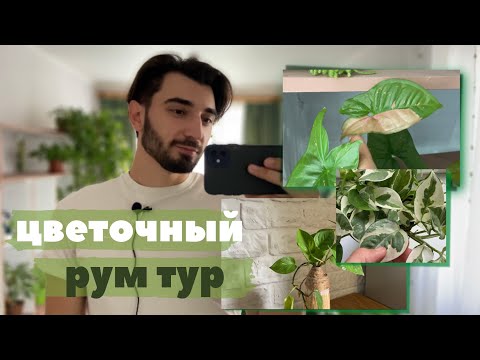 Видео: Рум тур. Обзор комнатных растений в интерьере￼