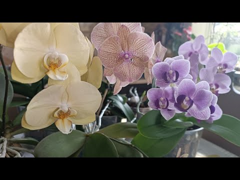 Видео: Минуты релакса🌺🌿появились новые роспуски