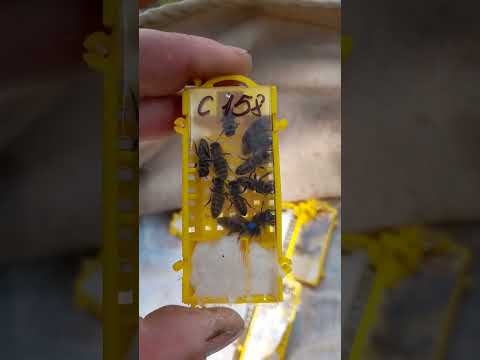 Видео: Спочатку по пиво, потім по маток!