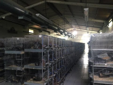 Видео: Chinchilla Real Fur | Ферма на 3000 Шиншилл | Визит  в Латинскую Америку‪