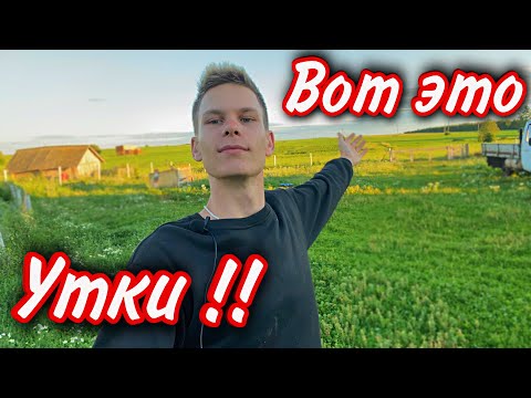 Видео: Вес Индоуток в 1 и 1,5 месяца / Как увеличить вес уток / Взвешивание уток / Итоги за 1 и 1,5 месяца