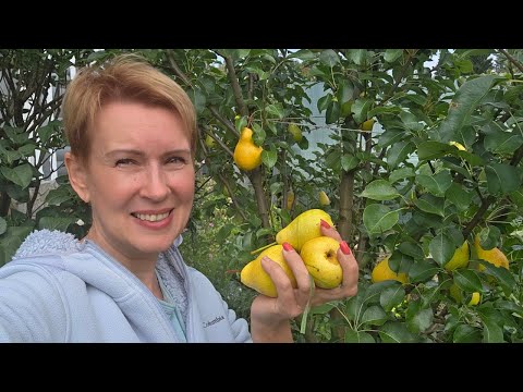 Видео: 29 августа дача | утро в заросшем саду вернулись из отпуска
