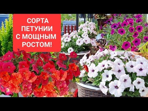 Видео: СОРТА ПЕТУНИИ С МОЩНЫМ РОСТОМ И ОТЛИЧНЫМ ЦВЕТЕНИЕМ НА НАЧАЛО ИЮНЯ.