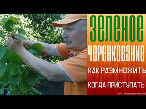 Видео: Зеленое черенкование. Как размножить? В какие сроки?