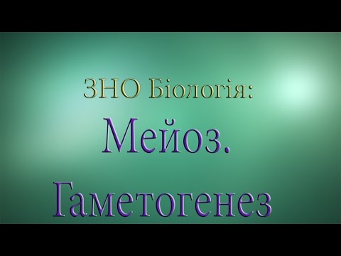 Видео: ЗНО Біологія  Мейоз