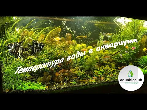 Видео: Температура воды в аквариуме. Понижаем, повышаем, а надо ли?
