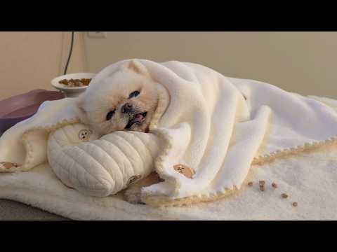 Видео: Понгки наконец-то поела спустя 11 дней после госпитализации видеоблог о посещении больницы для собак