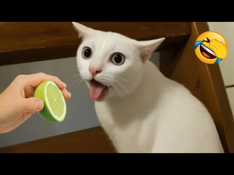 Видео: Попробуй не Засмеяться 😂 Самые Смешные Животные 😹🐶 Часть 1