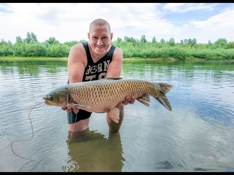 Видео: рыбалка на Ахтубе, ловля амура, большой выпуск