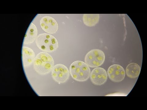 Видео: Кто живёт в луже: ВОЛЬВОКС