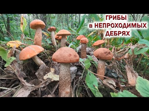 Видео: ❗ГРИБЫ в НЕПРОХОДИМЫХ ДЕБРЯХ👉ПОДОСИНОВИКИ в ГРИБНОМ ЛЕСУ ПОДМОСКОВЬЯ. Ждём Грибы 2024!