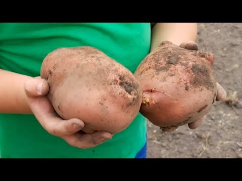 Видео: Выкопали картофель,посаженный 11 марта