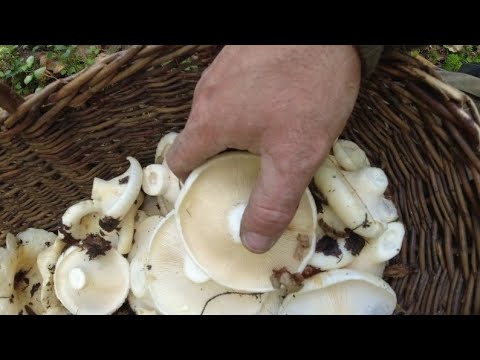 Видео: Тарим грузди! В этом году их есть! Засадил ниву....