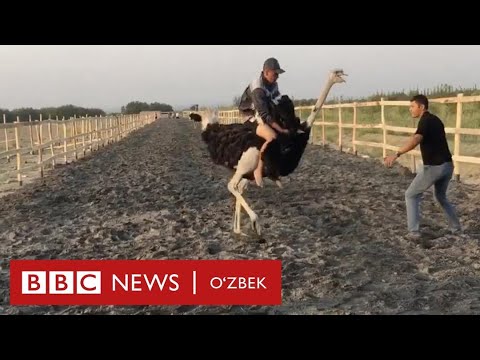 Видео: Ўзбекистон: Яқинда Риштонда туяқуш пойгаларини бошлаймиз - туяқуш фермасига саёҳат BBC News O'zbek