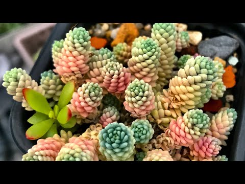 Видео: Sedum dasyphyllum и его вариации. Компактный и неприхотливый почвопокровный суккулент