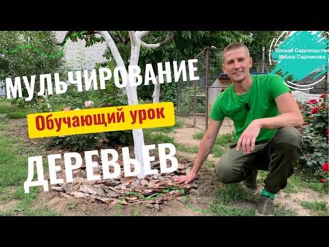 Видео: Мульчирование для деревьев