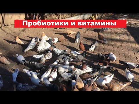 Видео: Несколько слов о пробиотиках и витаминах