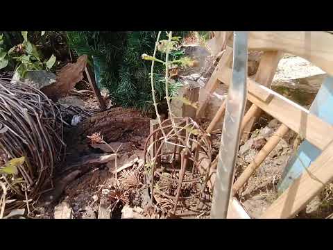 Видео: ПЕРОВСКИЯ - таких танцев с бубнами не ожидала🙄🤔