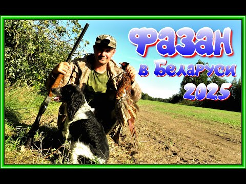 Видео: ПЕРВЫЙ РАЗ охотимся на ФАЗАНА в Беларуси!! Август 2025г.