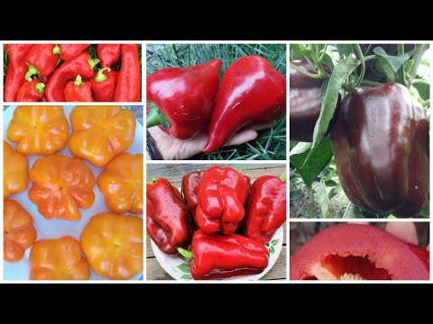 Видео: Перцы со всего света! Самые сладкие и урожайные:🌏🌶😋обзор коллекции семян 2020-2021