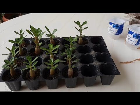 Видео: Адениум Mix. Сеянцы летнего посева без теплички. Прошло 2 месяца😊.