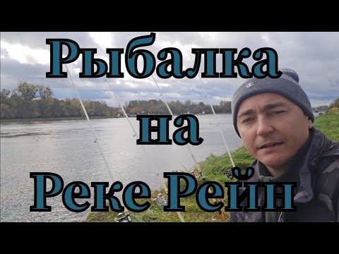 Видео: Активная рыбалка 🎣 на реке Рейн клюнул БЫЧОК #РЫБАЛКА #ANGELN #FISHING #PÊCHE #PESCADO #SEE #SHOTS 