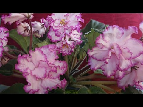 Видео: Почему у молодой фиалочки растут мелкие листья?