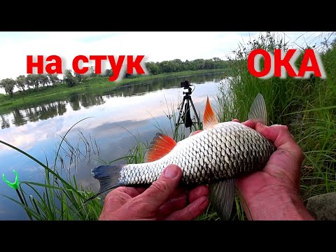 Видео: ЭТА РЫБА РВЁТ УДОЧКУ ИЗ РУК. ПШЕНИЦА и ГОРОХ. Рыбалка вечер-день на ОКЕ.