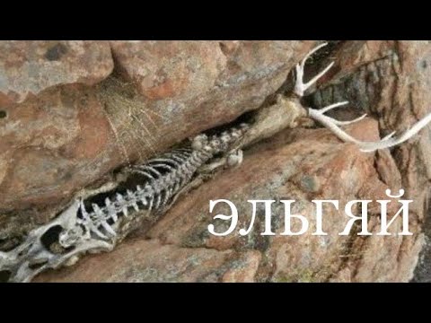 Видео: ЭЛЬГЯЙ