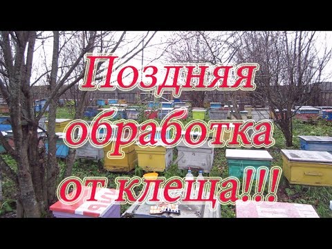 Видео: ПОСЛЕДНЯЯ ПОЗДНЯЯ ОБРАБОТКА ПЧЁЛ ОТ КЛЕЩА Варроа Бипином. ЕСТЬ РЕЗУЛЬТАТ!!! Beekeeping.🔥🔥🔥