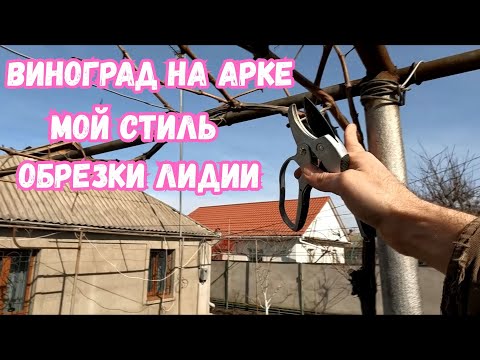 Видео: Как я обрезаю виноград сорта Лидия Изабелла розовая на арке