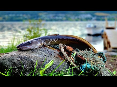 Видео: РУКИ БОЛЯТ ОТ ЭТОЙ РЫБАЛКИ! ЛОВИМ ПО ТРИ РЫБЫ СРАЗУ! рыбалка в Норвегии с лодки!! морская рыбалка.