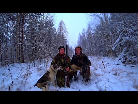 Видео: Удачная охота по глухарю!// Охота с лайкой! С братом на охоте! Обзор нового ножа"