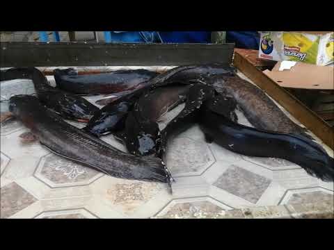 Видео: ШАШЛЫК ИЗ СОМА НА МАНГАЛЕ. ОРИГИНАЛЬНЫЙ РЕЦЕПТ МАРИНАДА РЫБЫ.