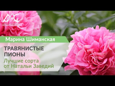 Видео: Травянистые пионы. Марина Шиманская в гостях у коллекционера Натальи Заведий