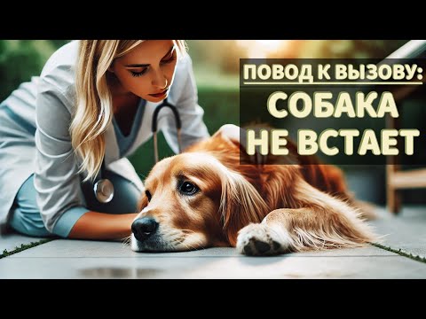 Видео: Повод к вызову: собака не встаёт