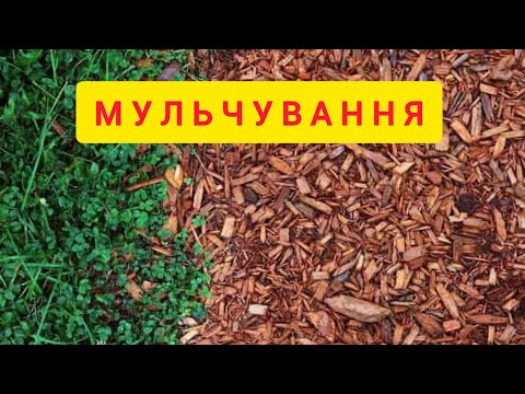 Видео: МУЛЬЧА та мульчування - як вона працює на практиці